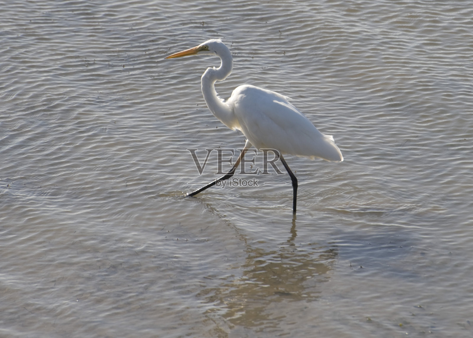 大白鹭在前进照片摄影图片