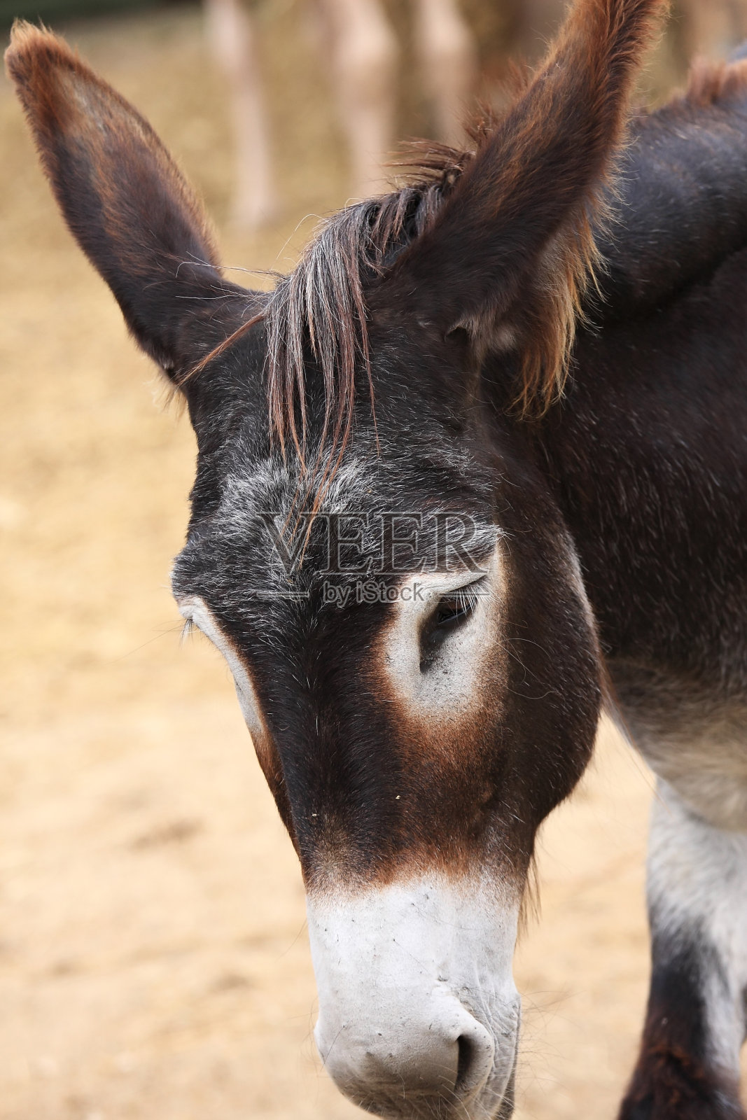 屁股照片摄影图片