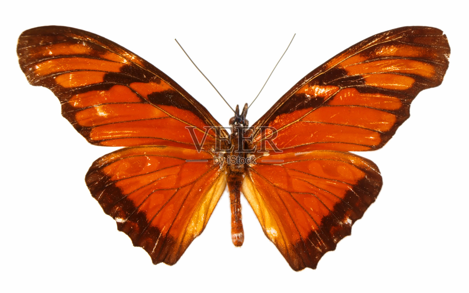 蝴蝶照片摄影图片