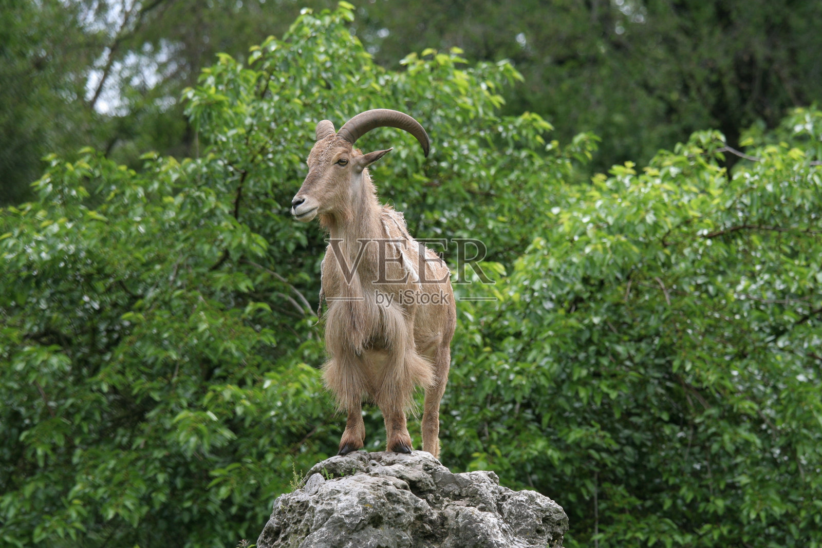 山羊照片摄影图片