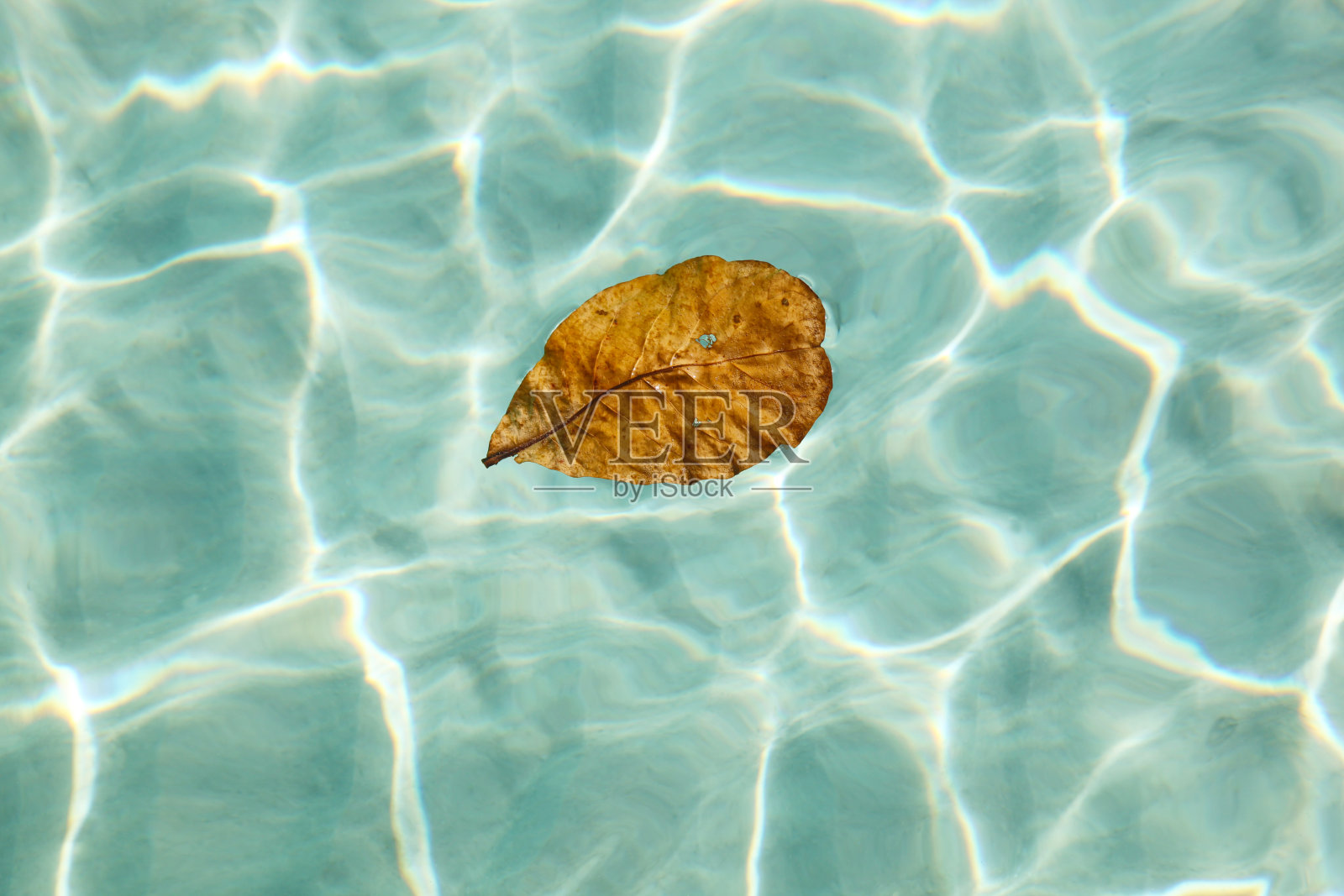 水上秋叶照片摄影图片