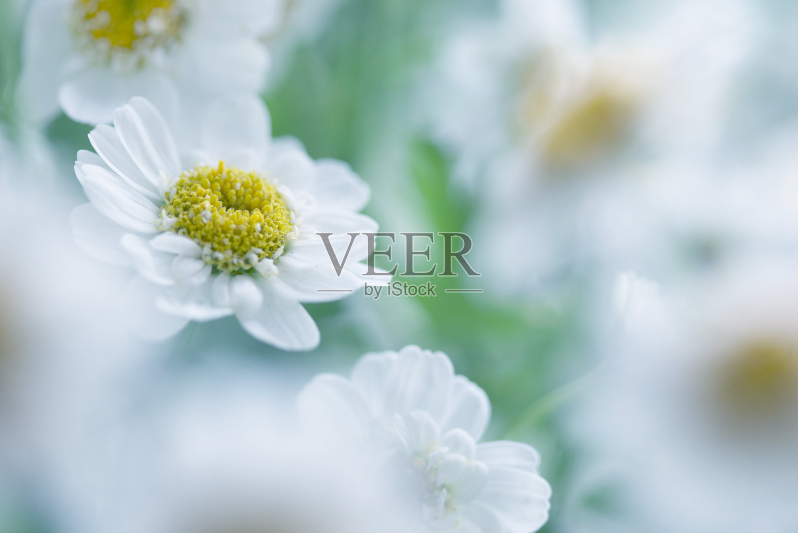 黛西照片摄影图片