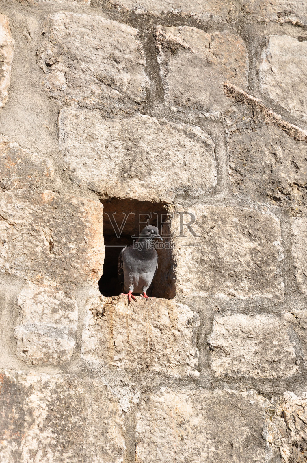 鸽子在墙照片摄影图片
