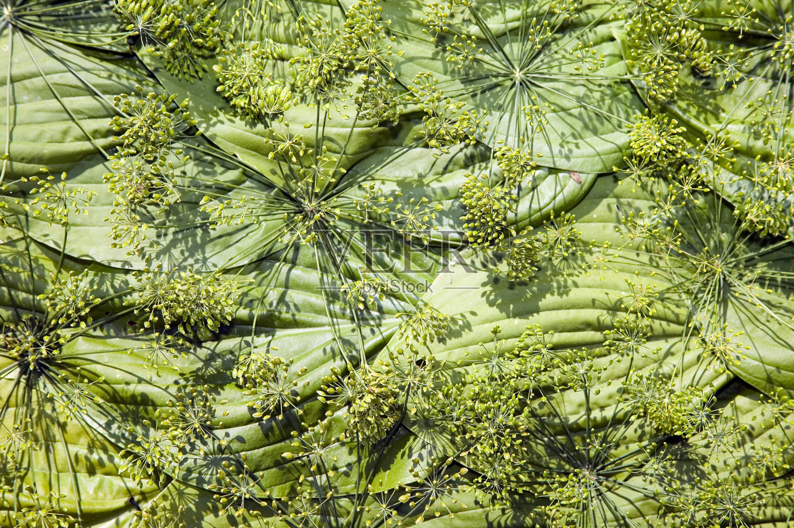 由绿色植物制成的纹理照片摄影图片