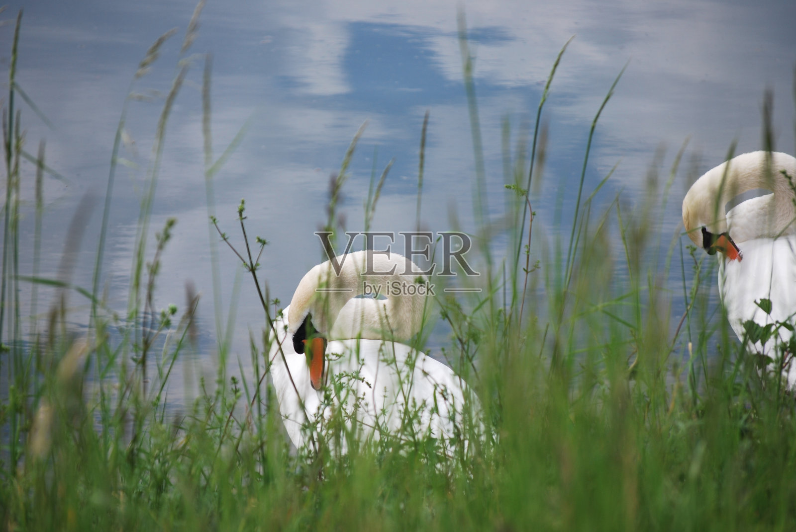 天鹅照片摄影图片