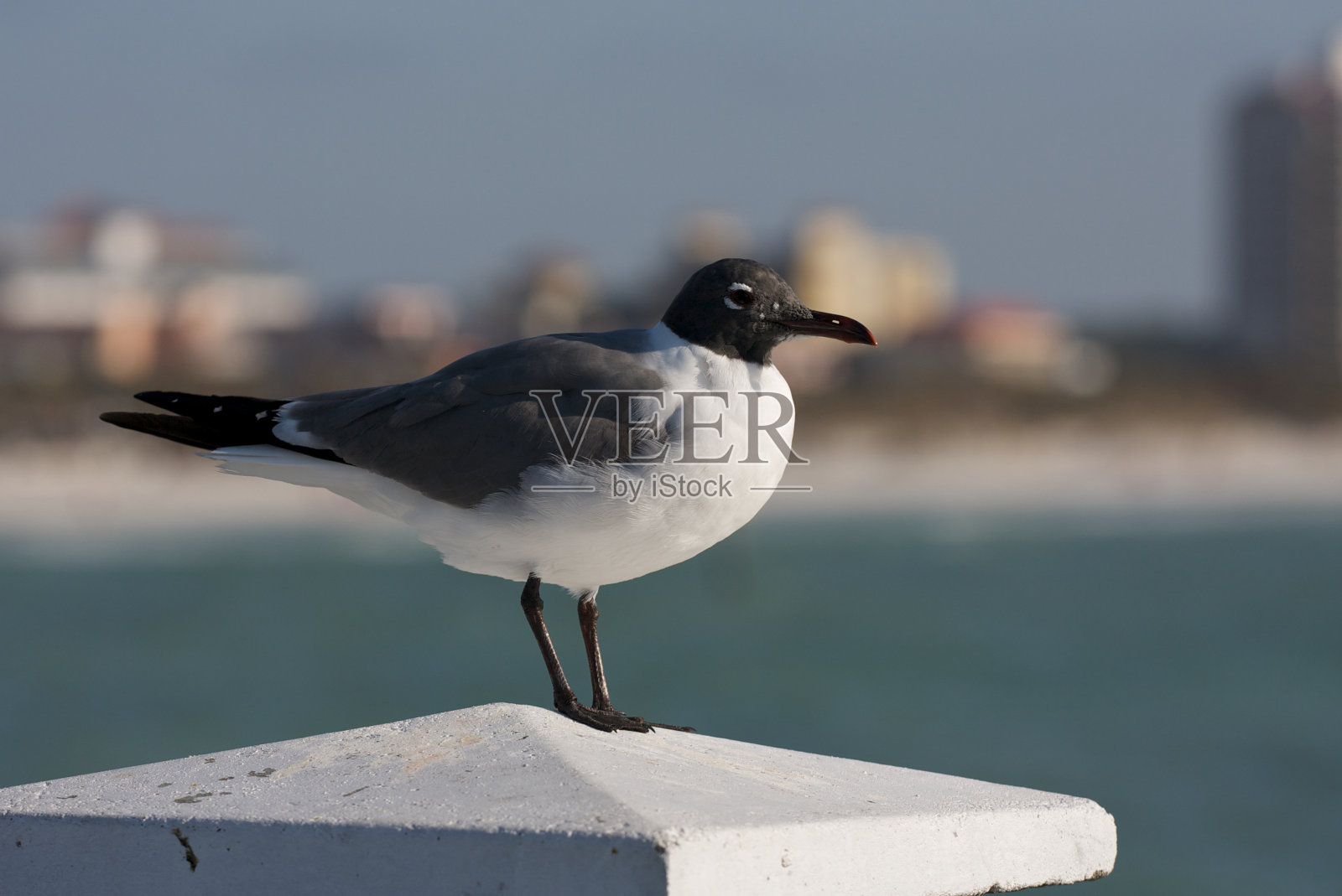 坦帕湾的海鸥。照片摄影图片