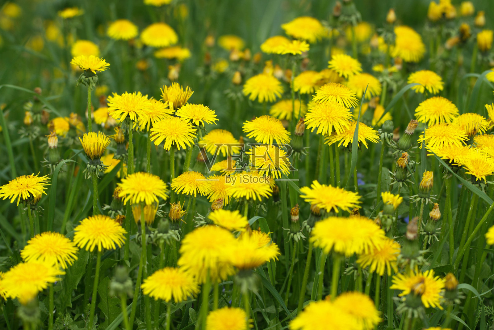 领域的蒲公英照片摄影图片