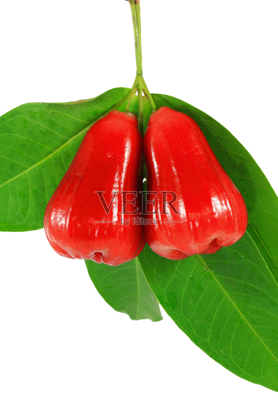 玫瑰苹果照片摄影图片