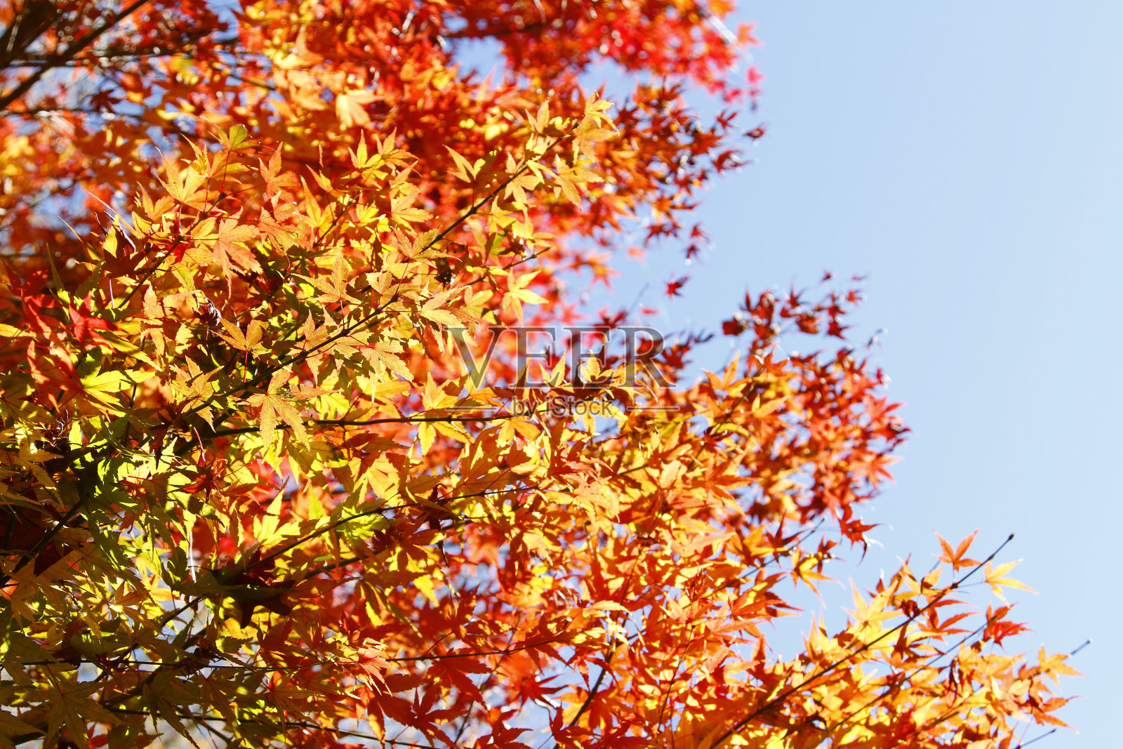 秋天的森林照片摄影图片