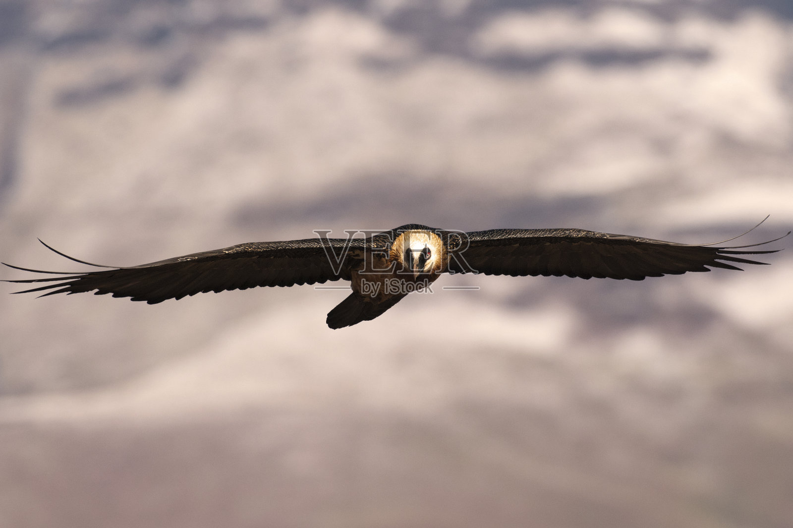 高传单照片摄影图片