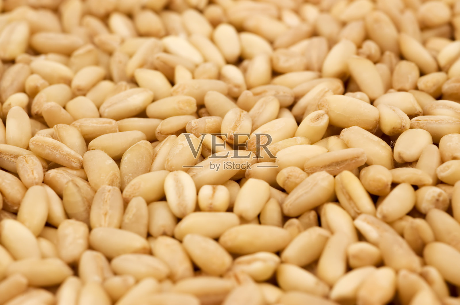 小麦作物照片摄影图片