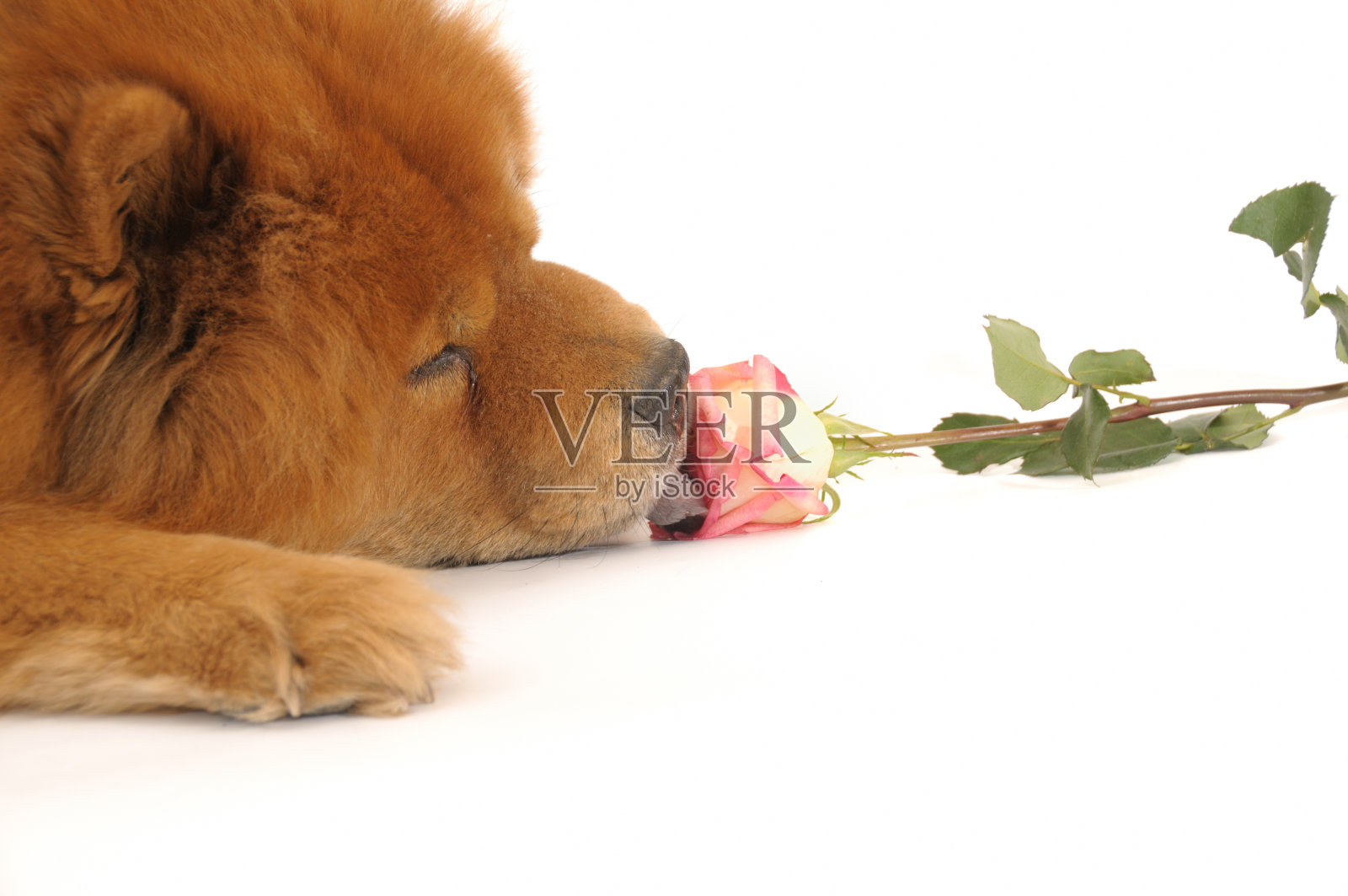 房间的布置照片摄影图片