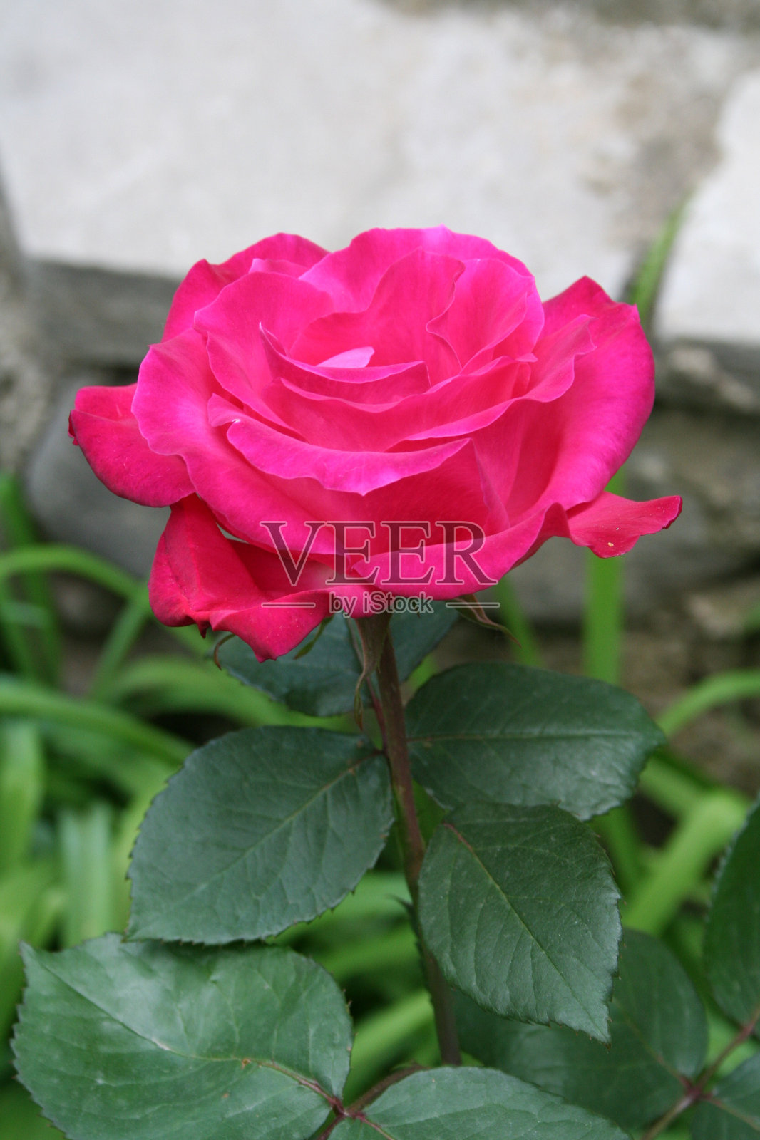 玫瑰照片摄影图片