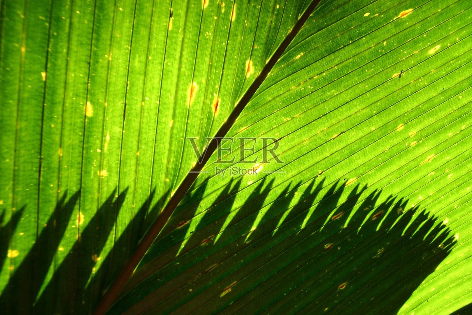 棕榈叶重叠照片摄影图片