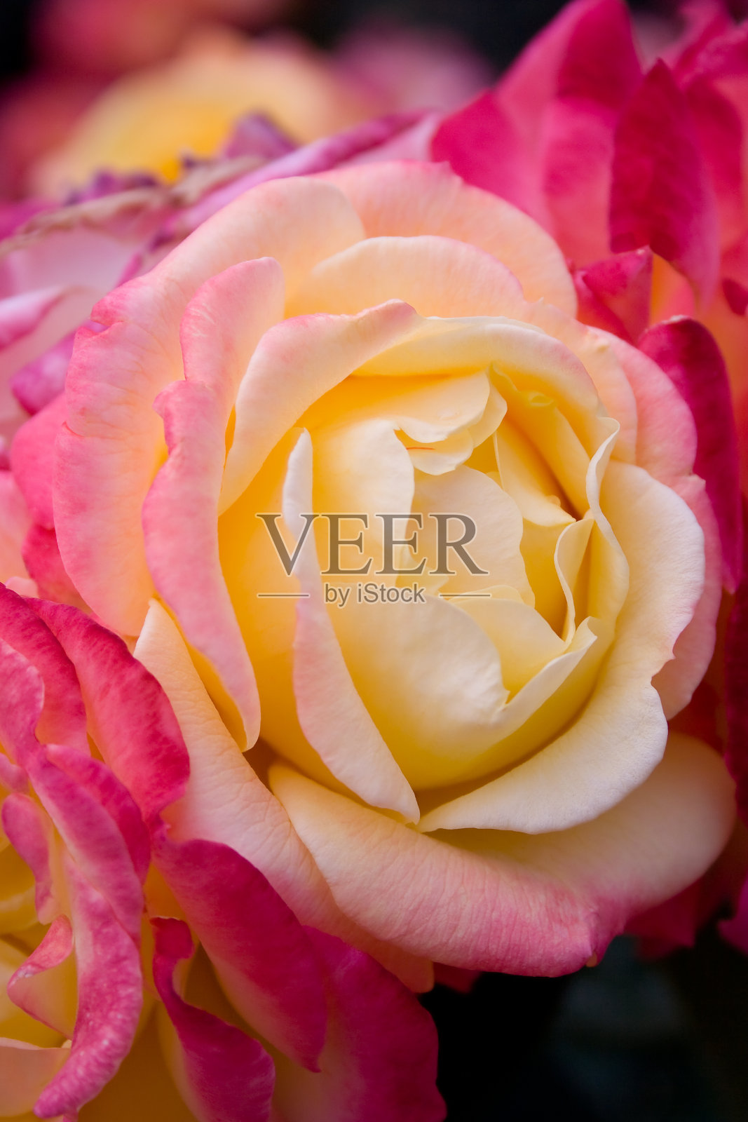 粉色玫瑰照片摄影图片