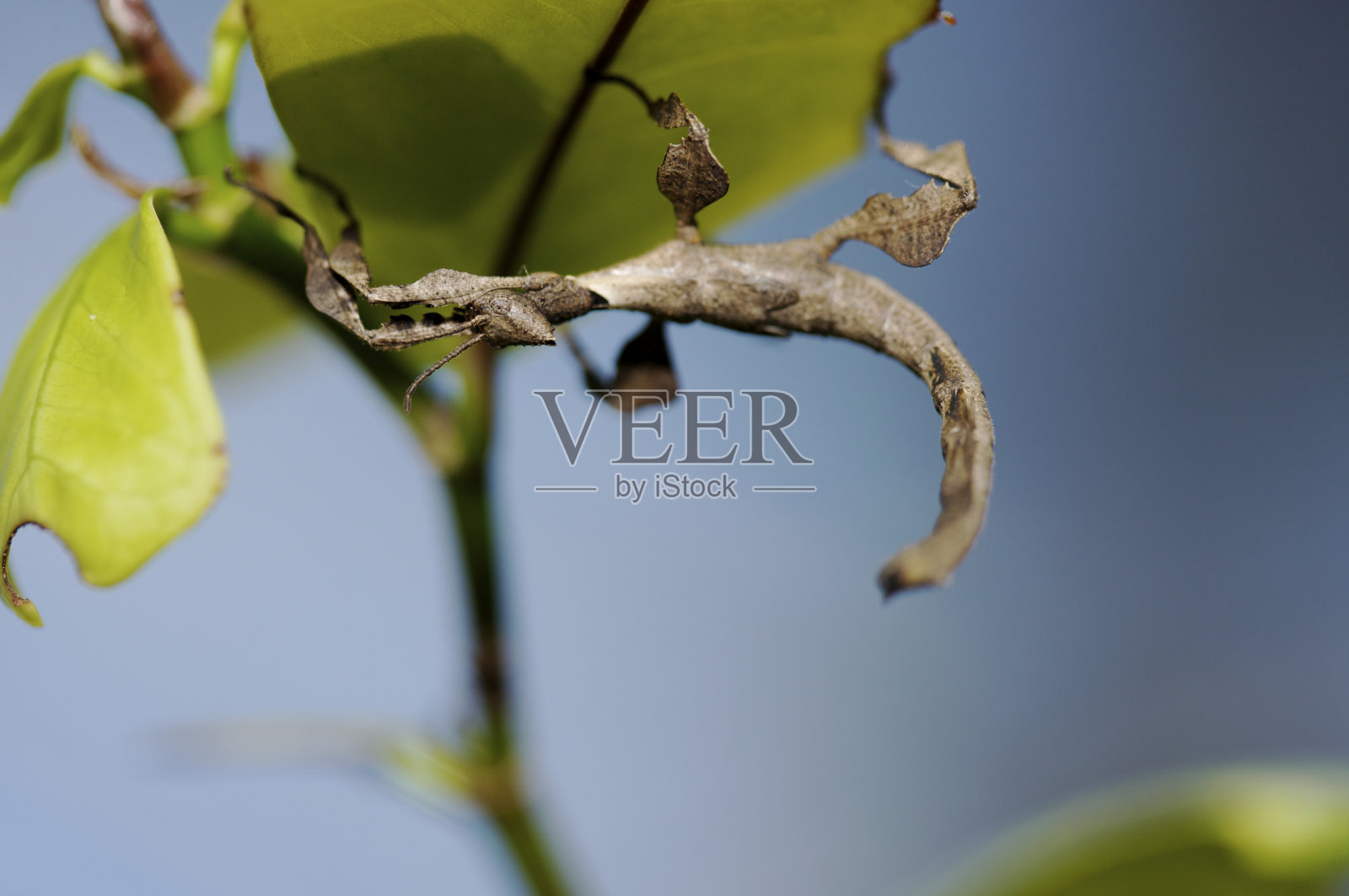 棕色蚱蜢挂在叶子上照片摄影图片