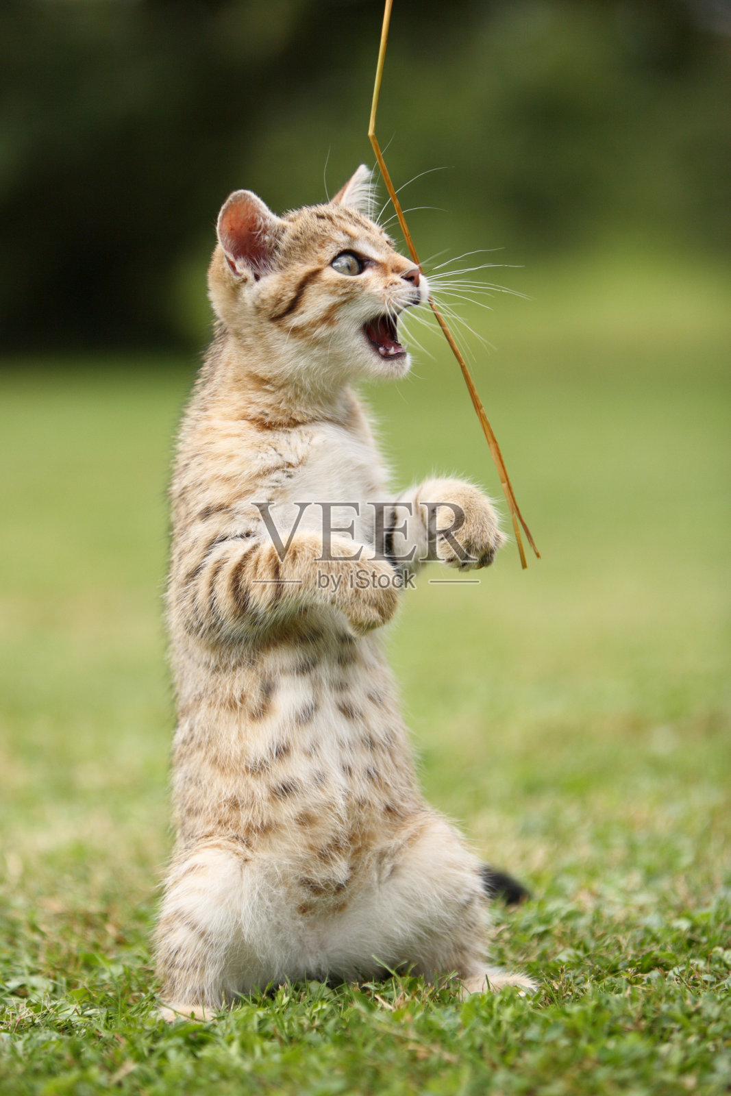 小猫在草地里玩耍照片摄影图片