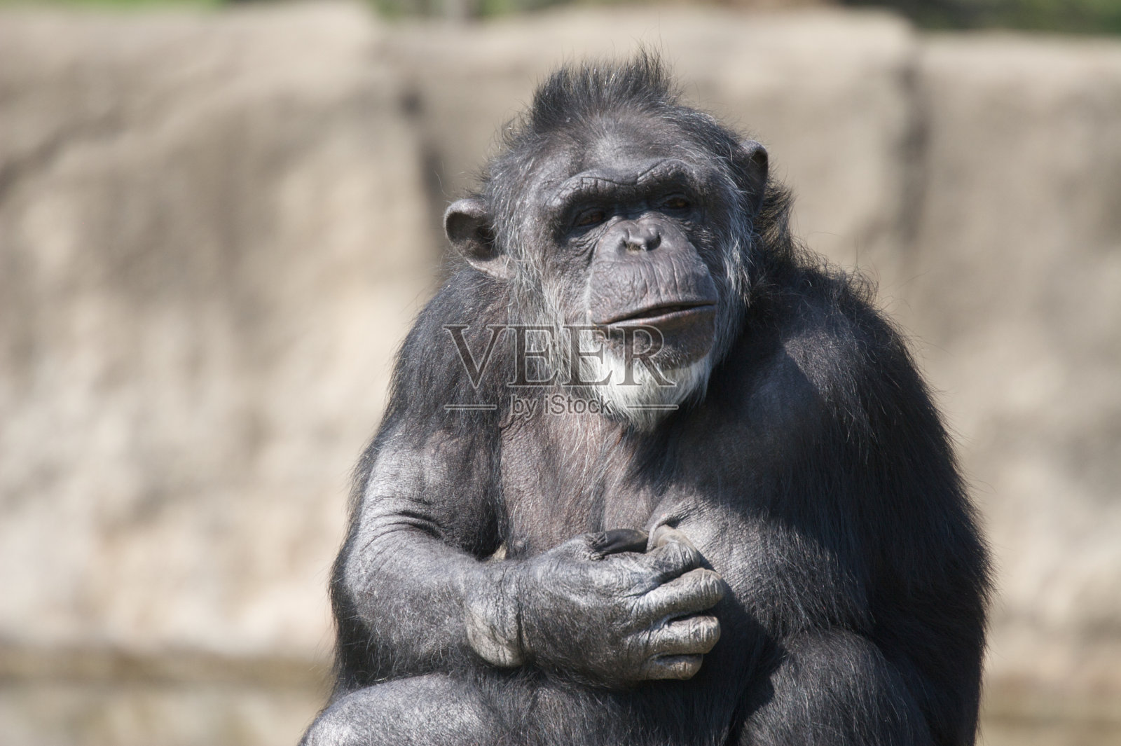 猿照片摄影图片
