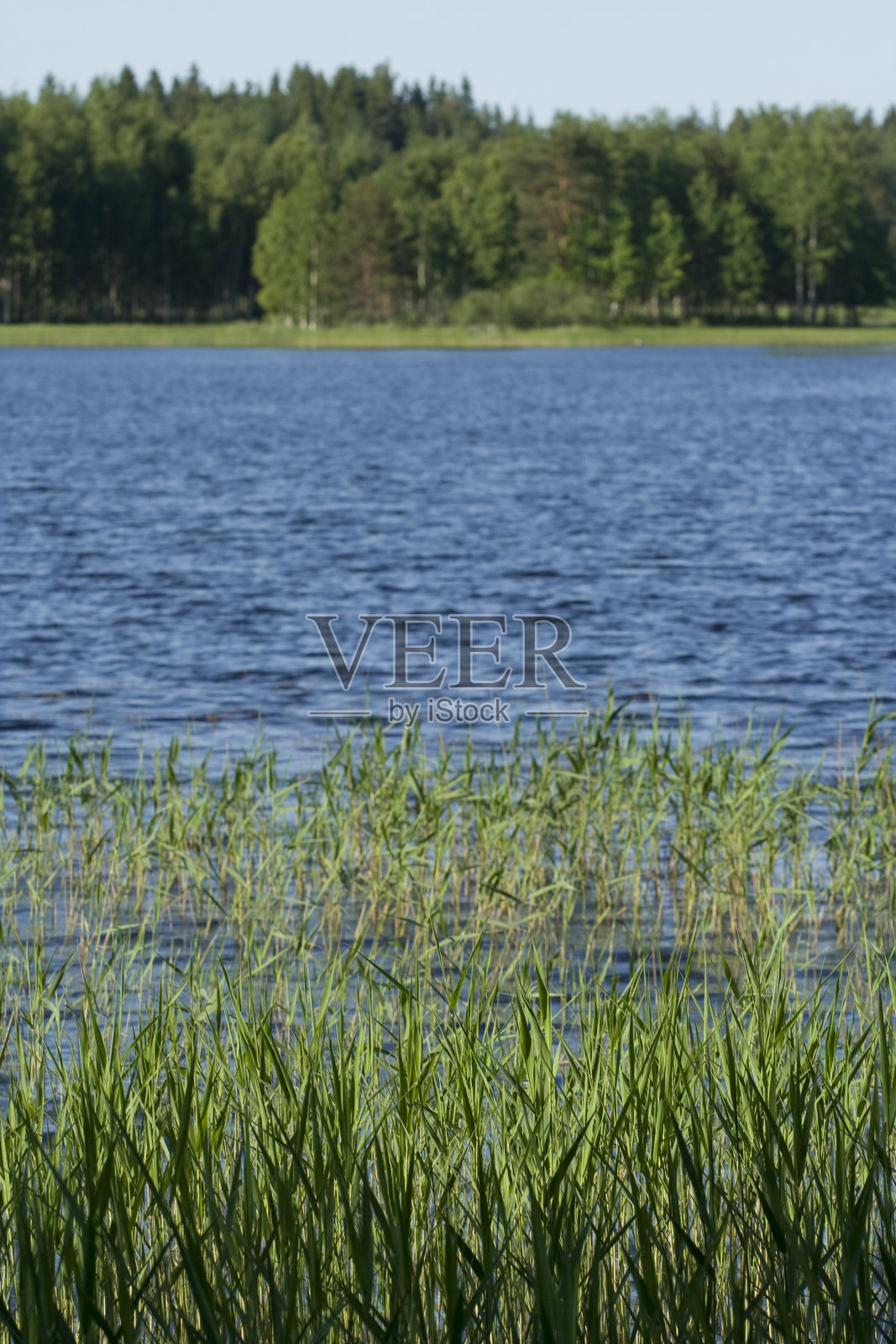 夏天的湖景照片摄影图片