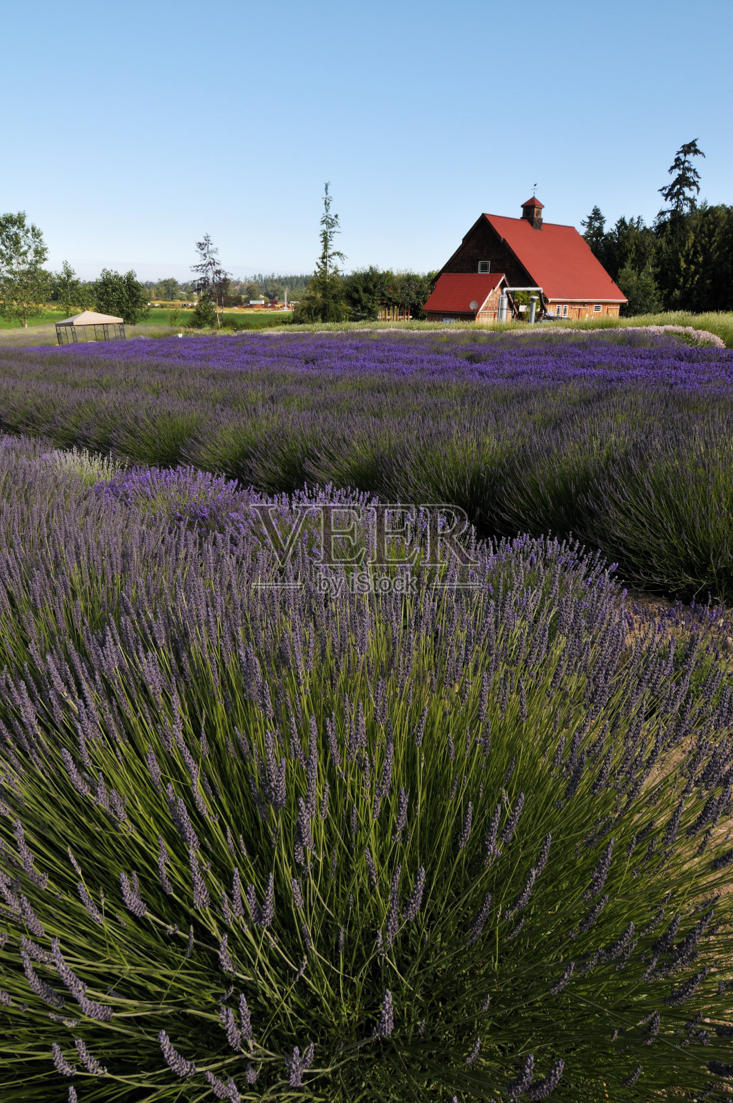 华盛顿的亮片薰衣草农场照片摄影图片