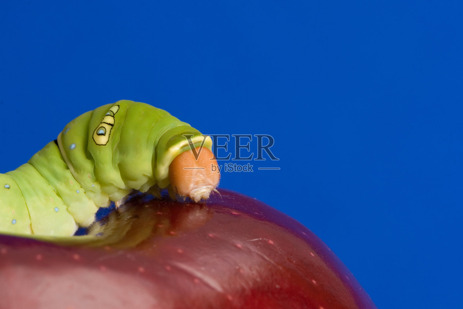 燕尾毛虫在苹果上爬行照片摄影图片