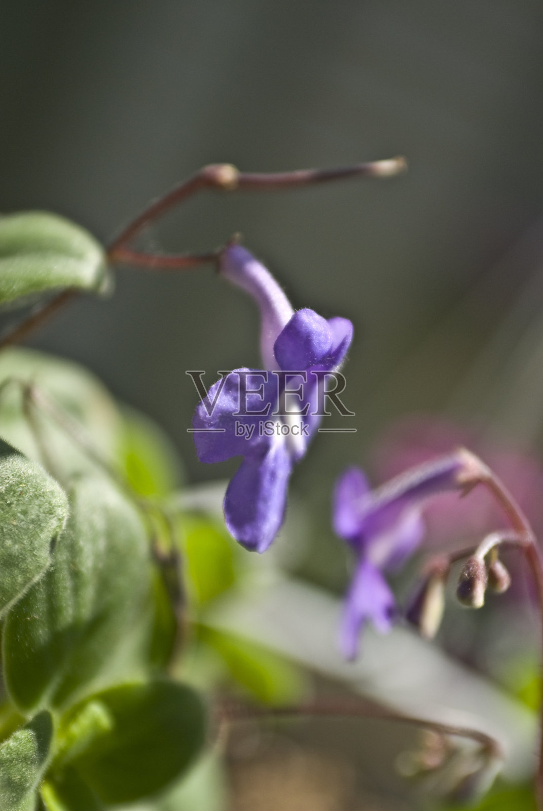 花照片摄影图片