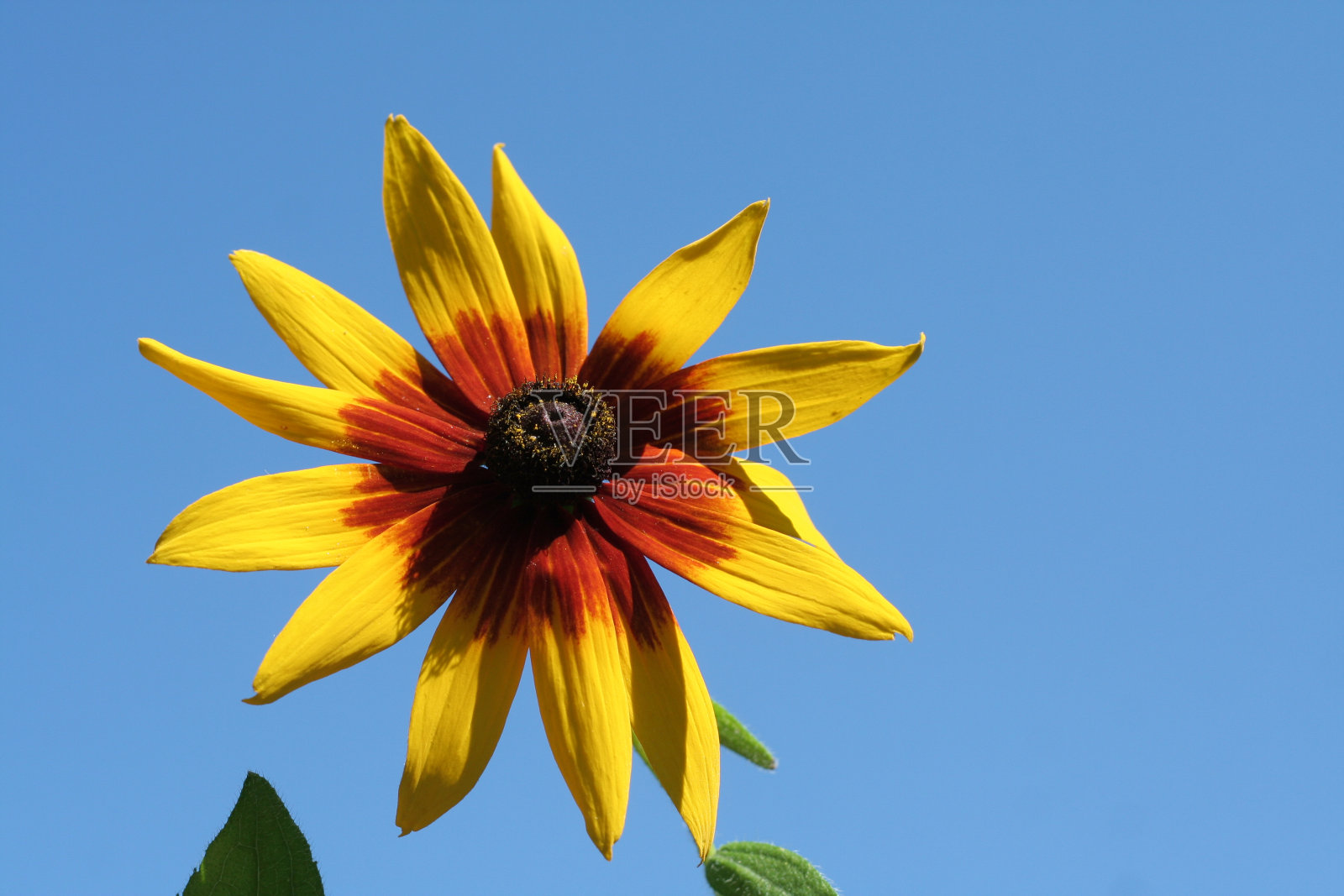 帽上的照片摄影图片