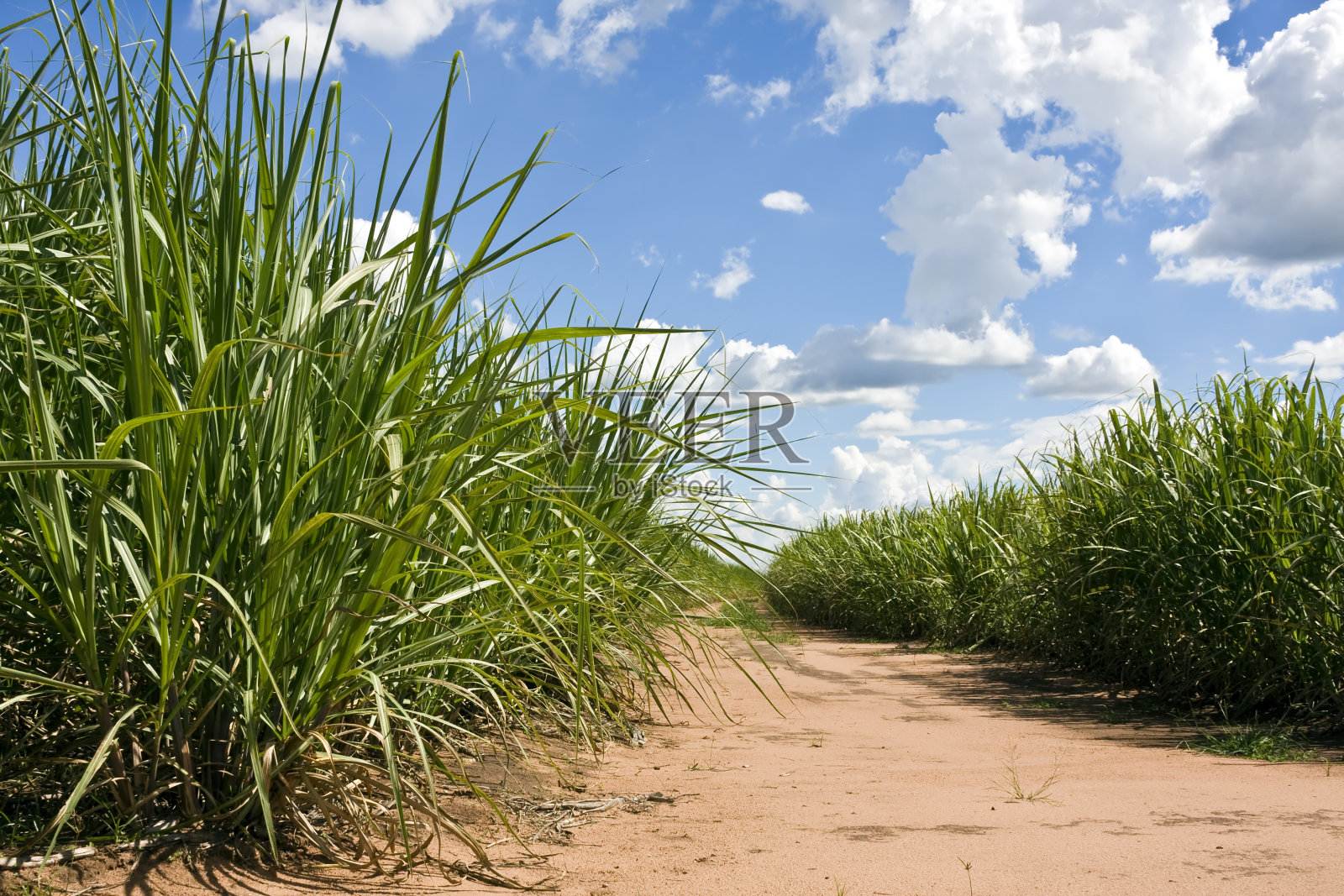 甘蔗领域照片摄影图片