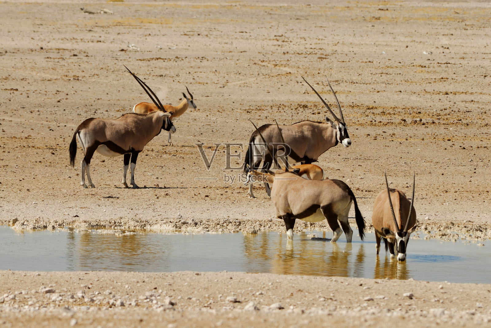 欢乐时光酒吧里的羚羊照片摄影图片