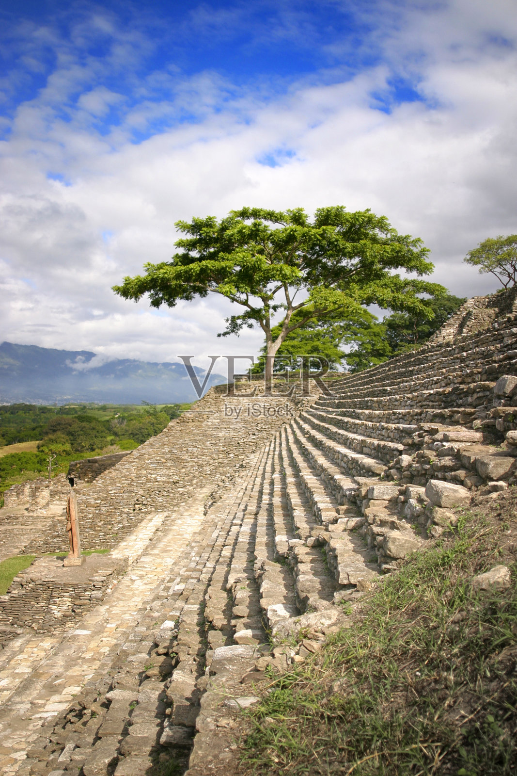 树在寺庙照片摄影图片