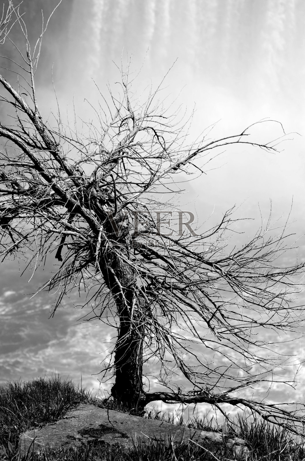 悬崖上的树照片摄影图片