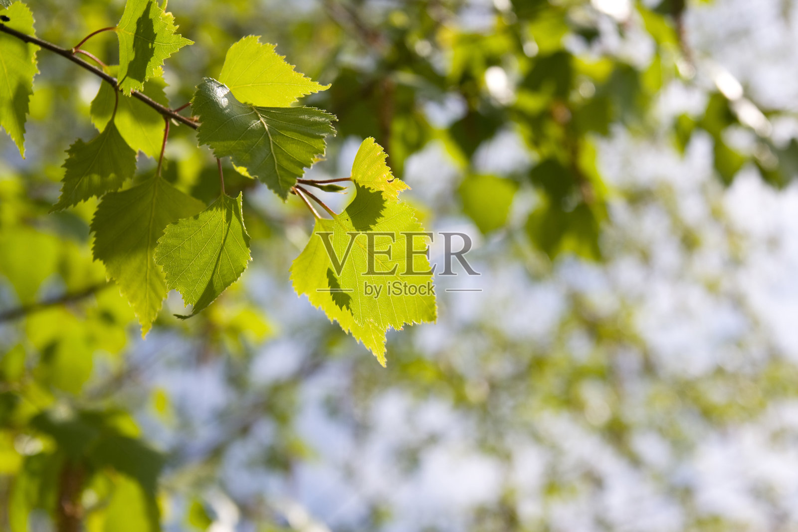 春天的白桦树叶照片摄影图片