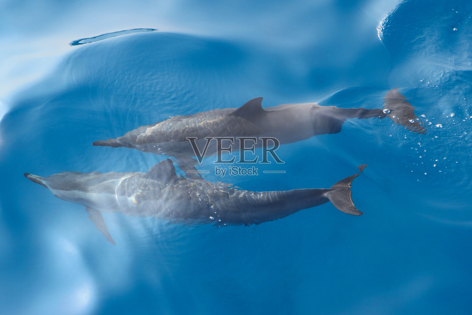 飞旋海豚照片摄影图片