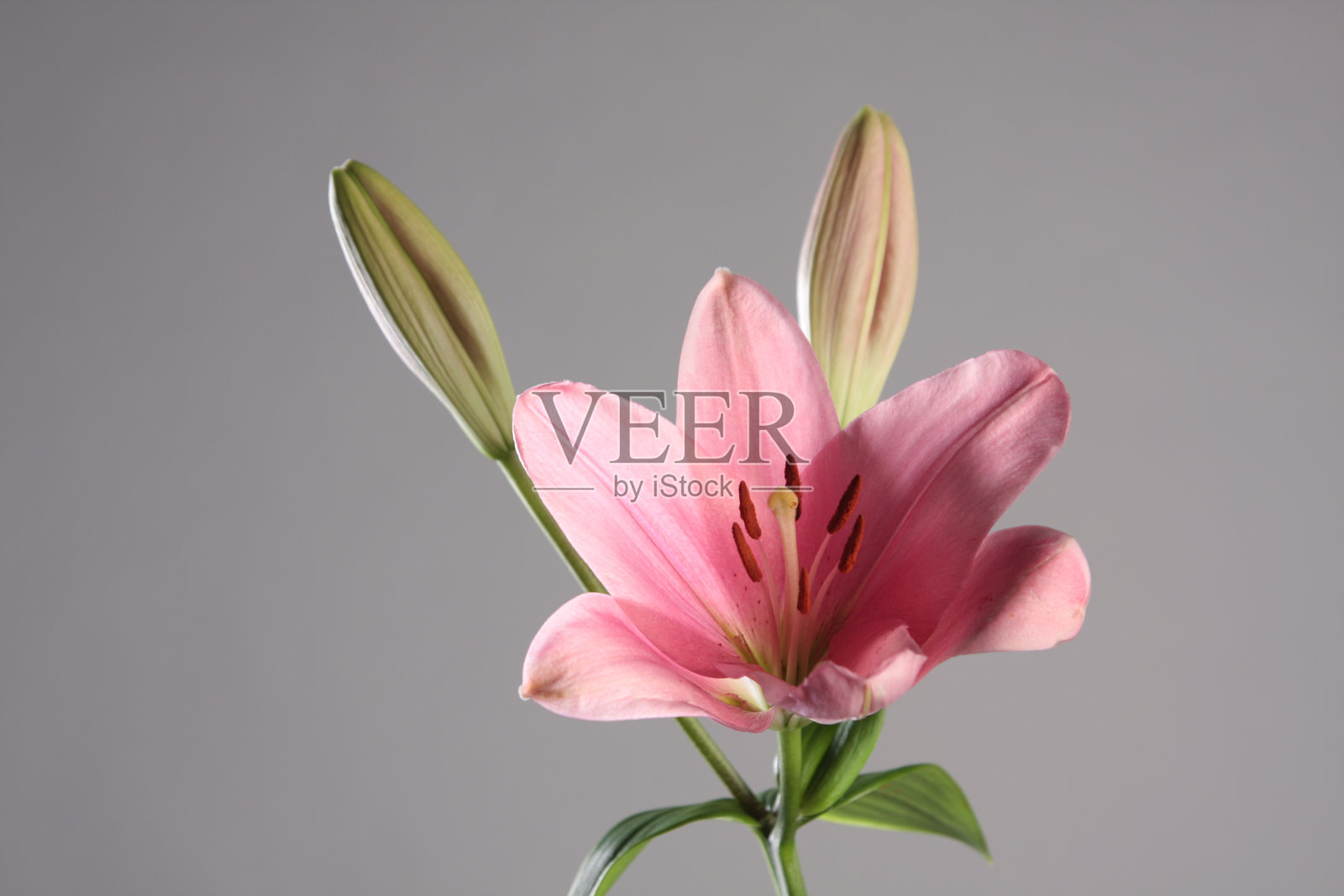 粉红百合静物画照片摄影图片