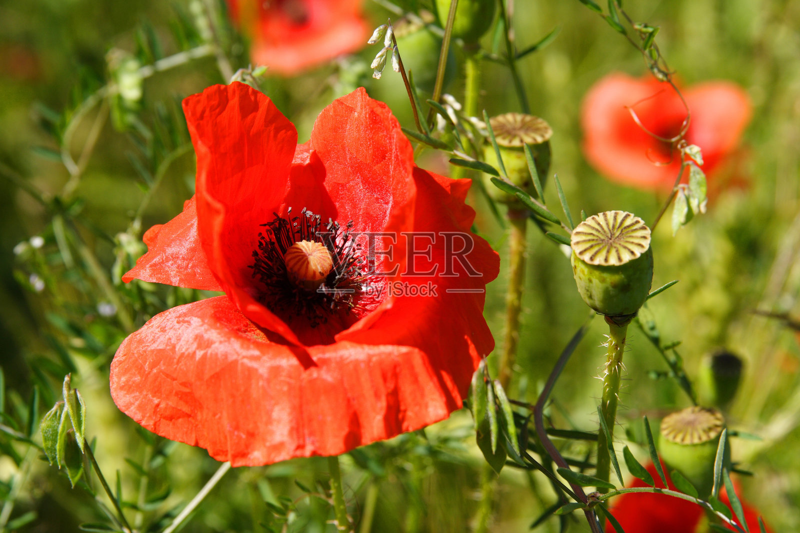 野罂粟照片摄影图片