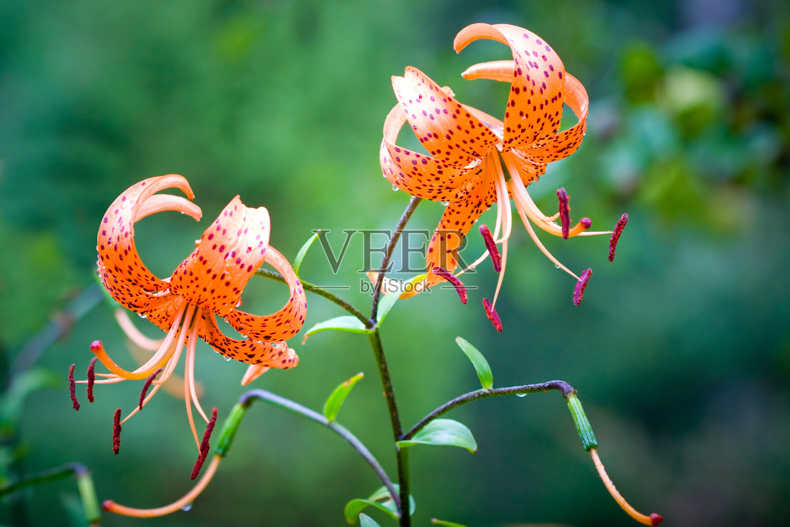 老虎百合照片摄影图片