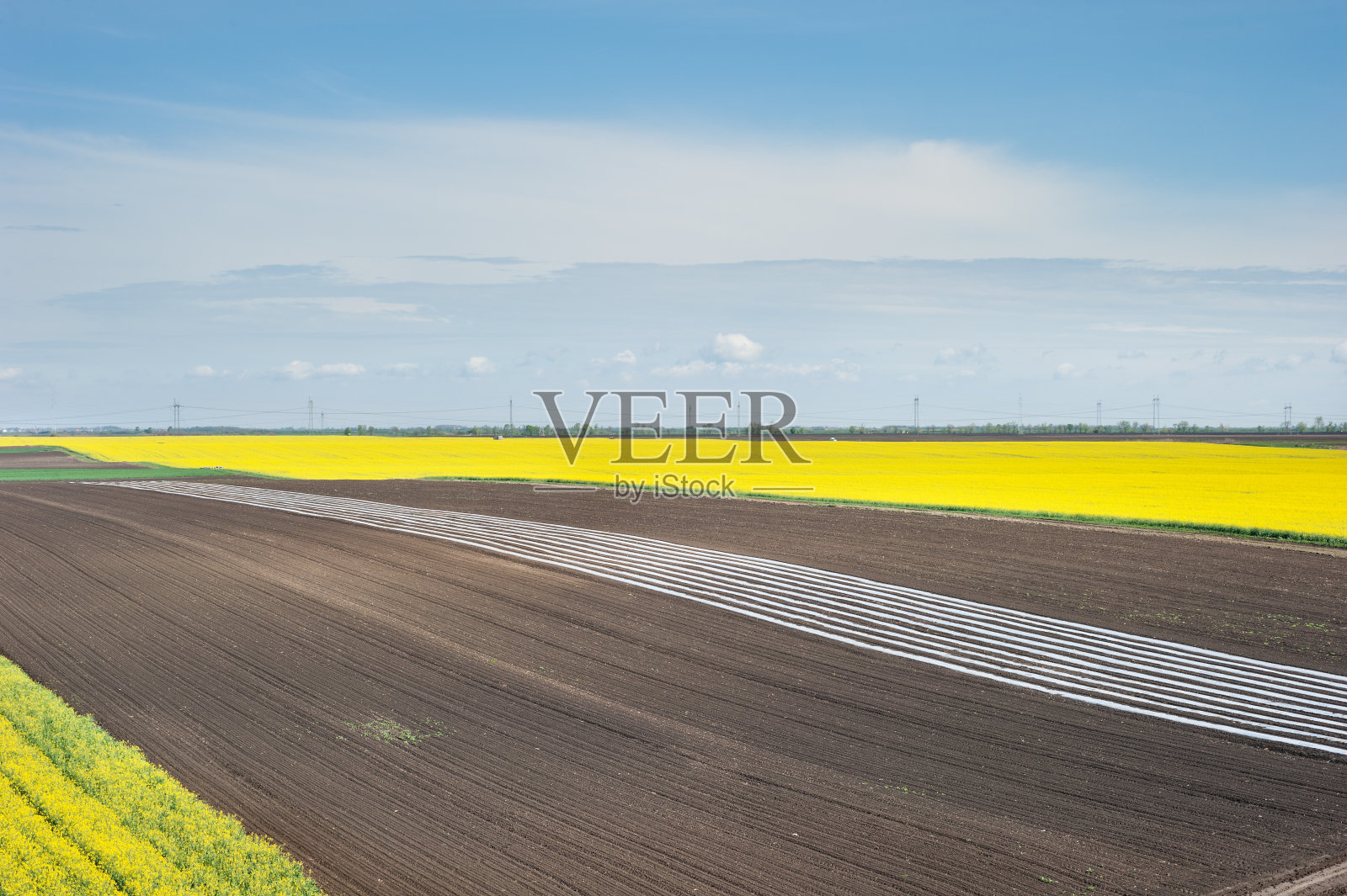 油菜籽盛开照片摄影图片