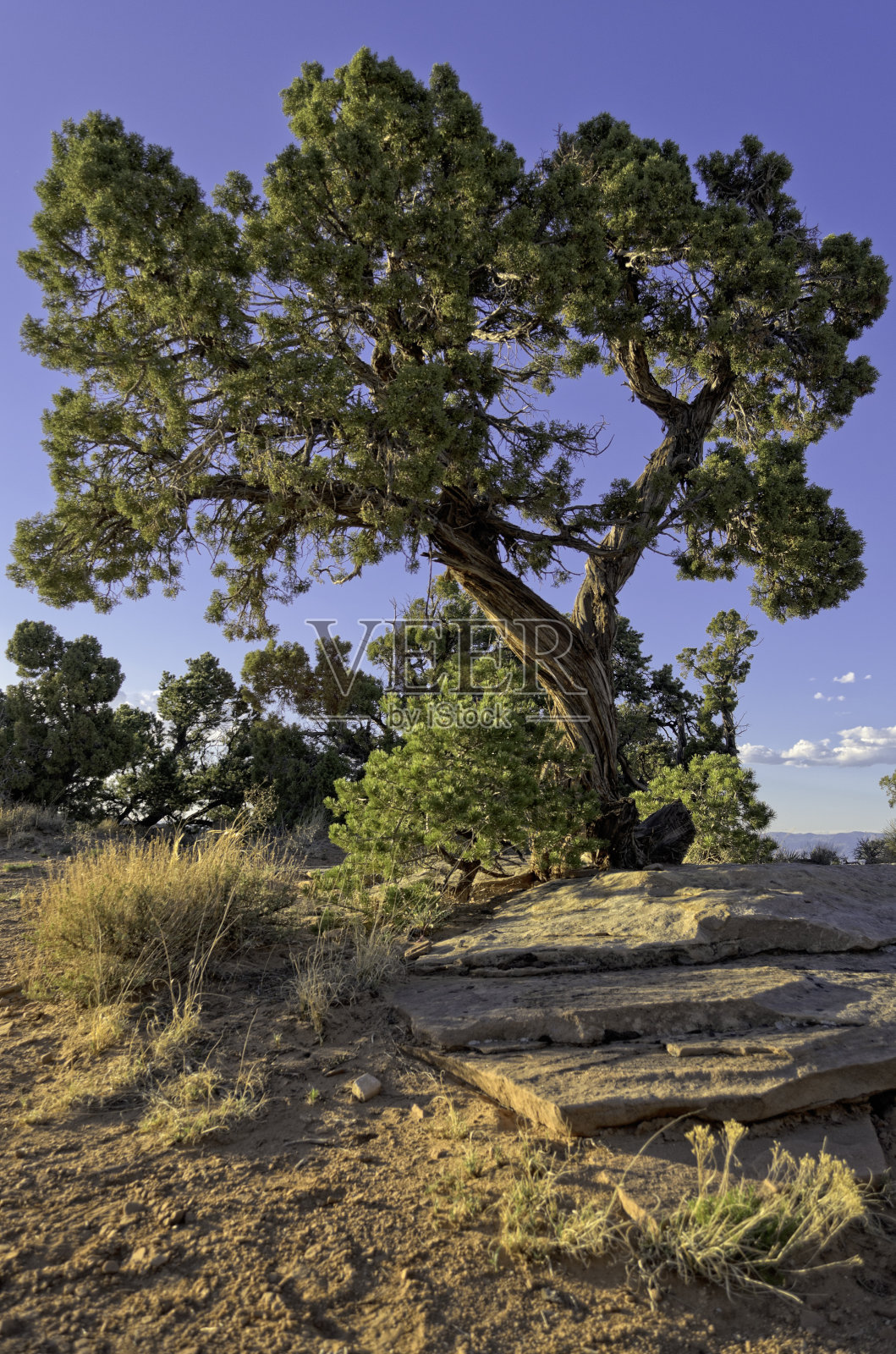 日落时分的科罗拉多雪松照片摄影图片