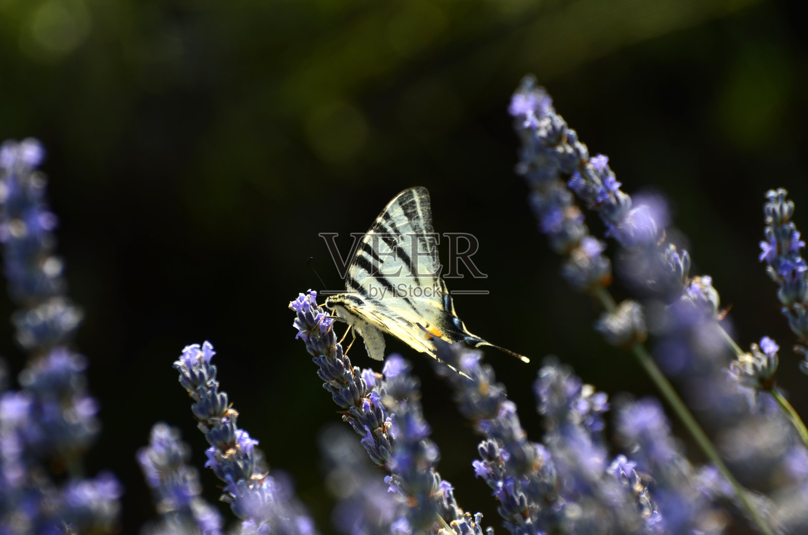 薰衣草上的蝴蝶照片摄影图片