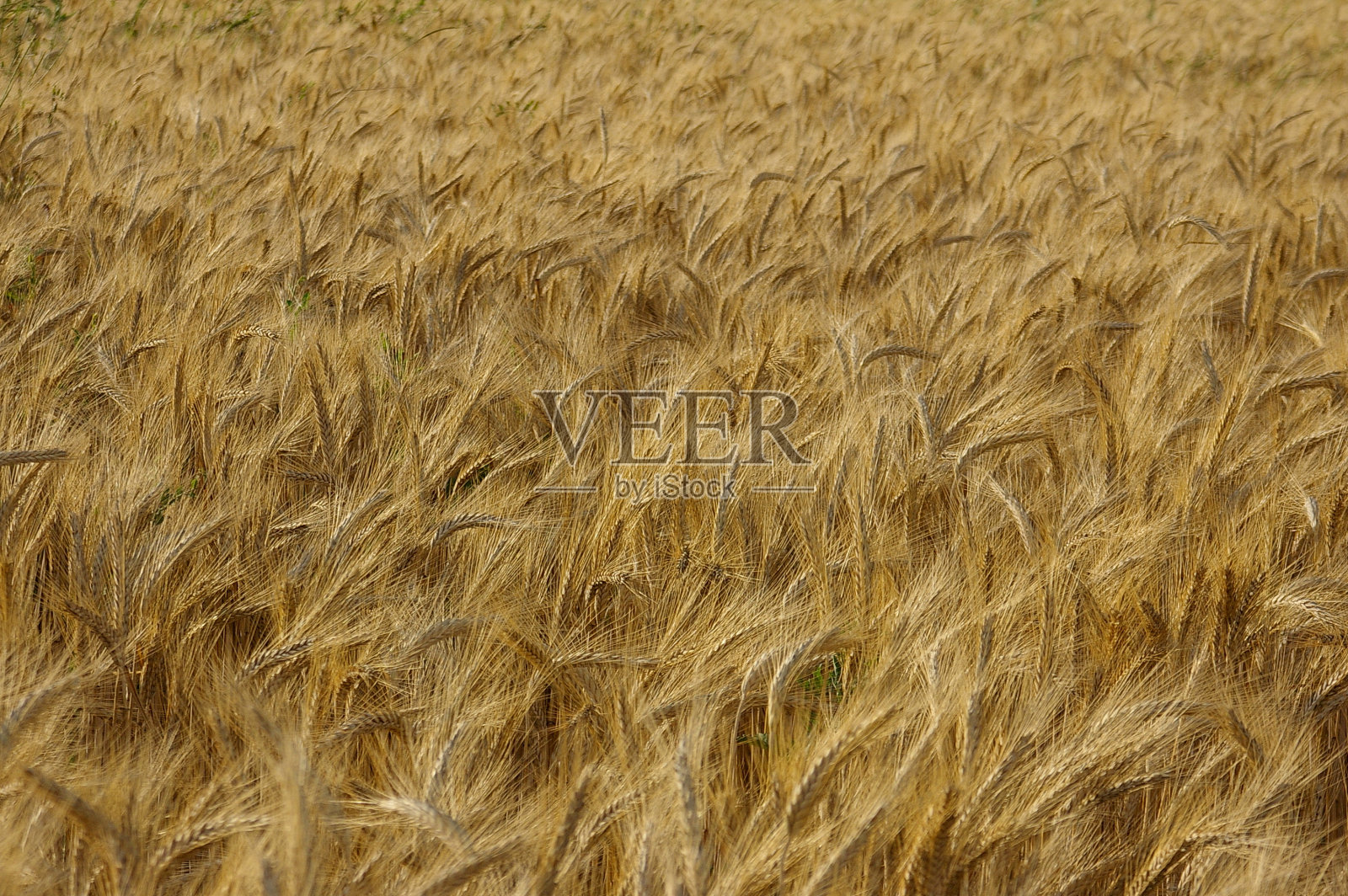 夏季黄金黑麦照片摄影图片