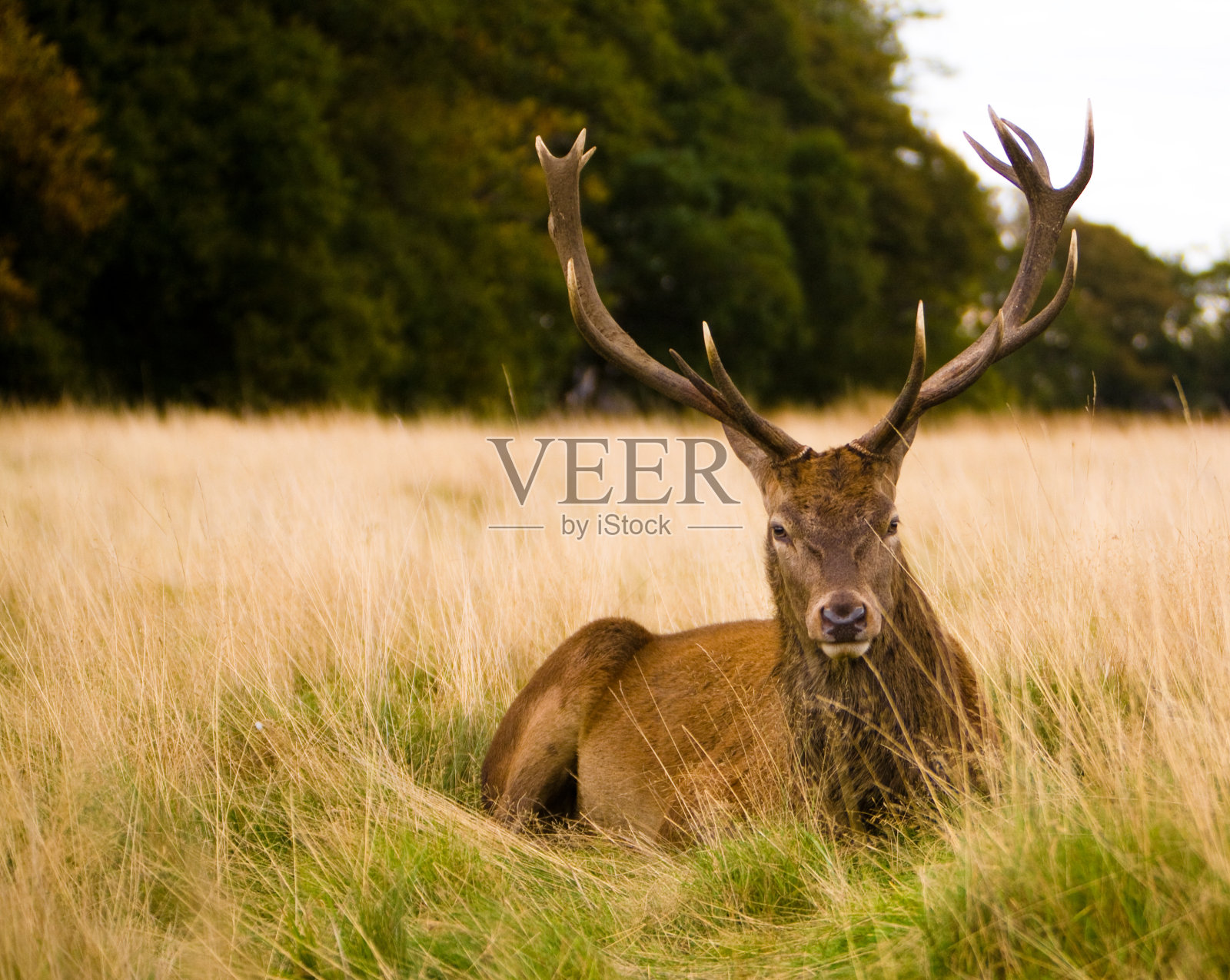 马鹿，里士满公园，伦敦照片摄影图片