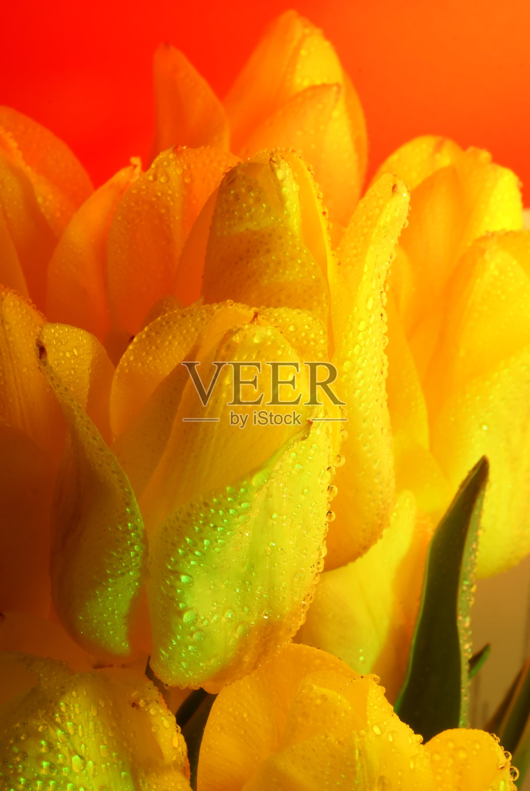 有水滴的郁金香照片摄影图片