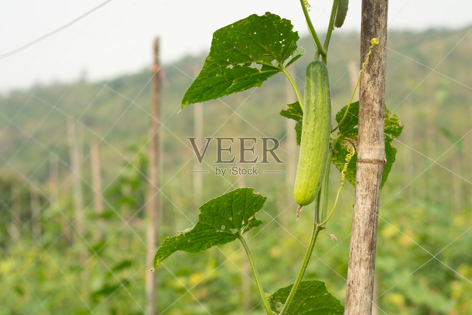 长在藤蔓上的黄瓜照片摄影图片