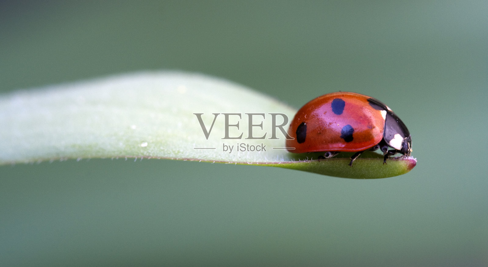 七星瓢虫(七斑瓢虫)照片摄影图片