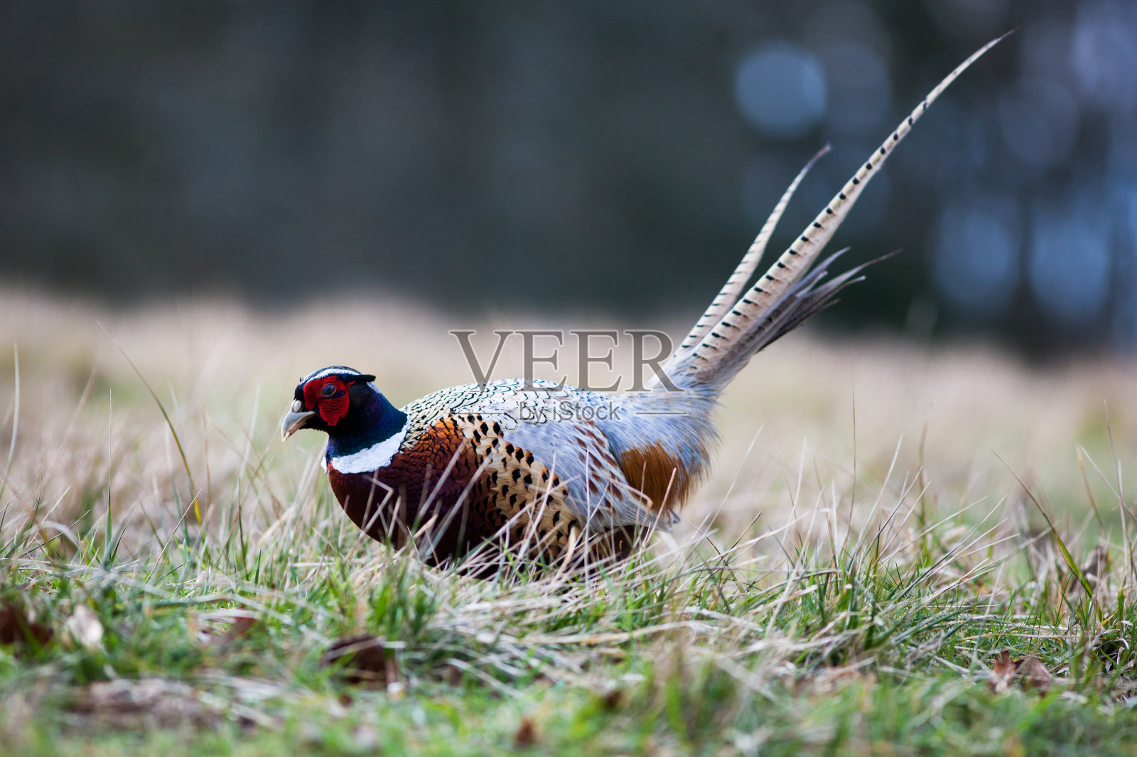 环颈雉照片摄影图片