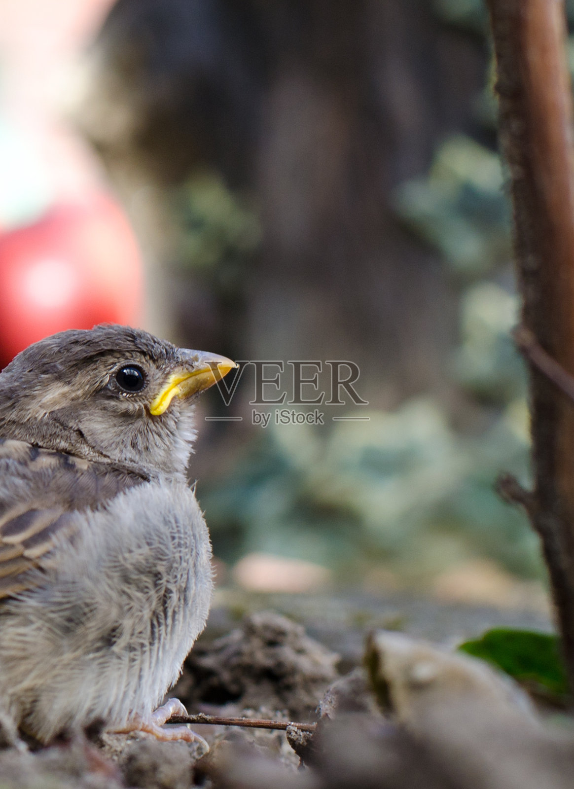 羽翼未丰的麻雀照片摄影图片