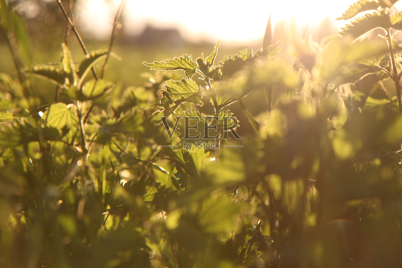 荨麻照片摄影图片