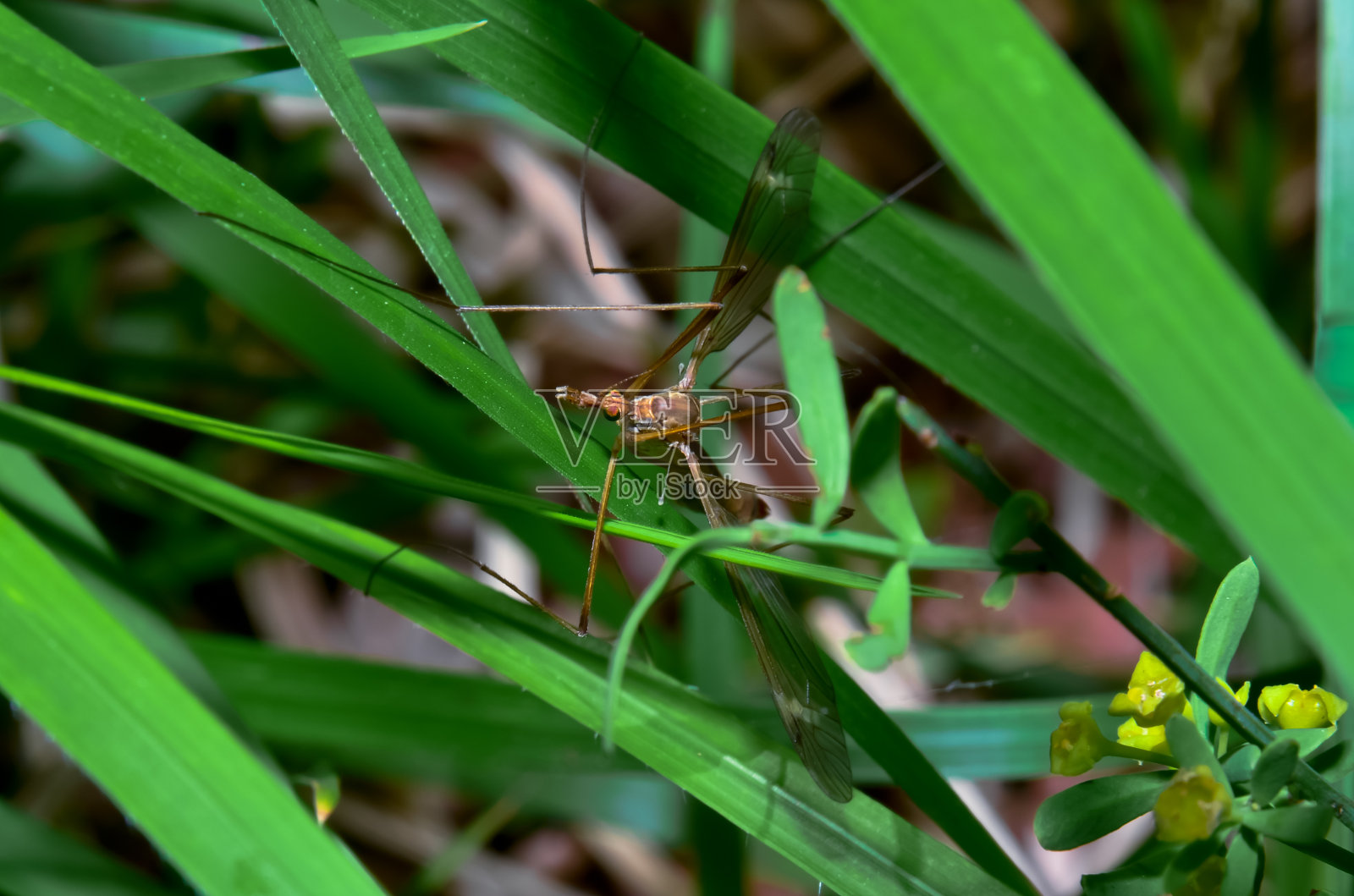 长腿爸爸的肖像照片摄影图片