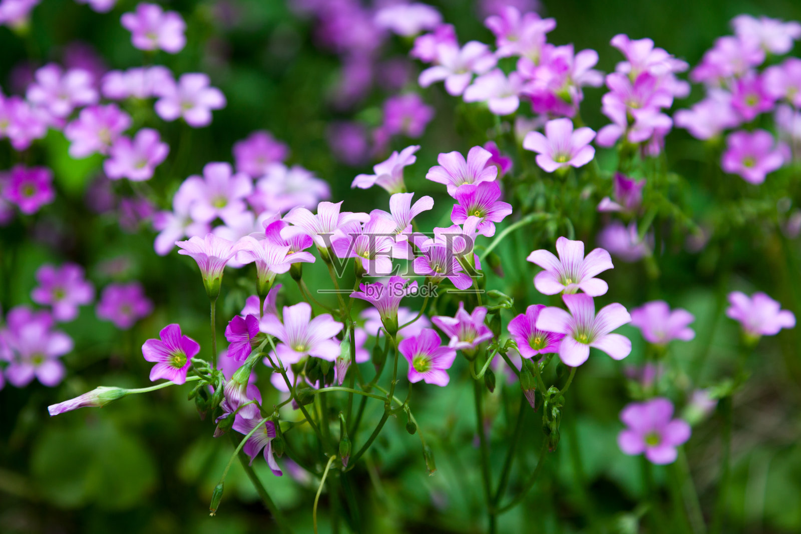花园中的粉色酢浆草(oxalis corymbosa)照片摄影图片