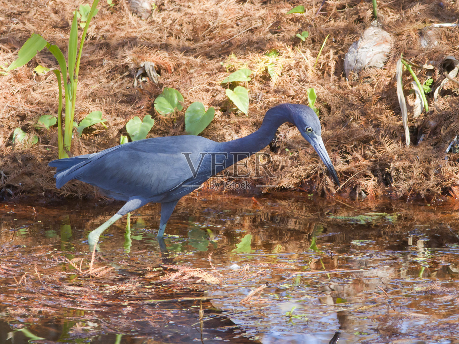 大沼泽地里的蓝鹭照片摄影图片